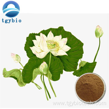 Weight Loss Product Nuciferin Powder Lotus Leaf Extract